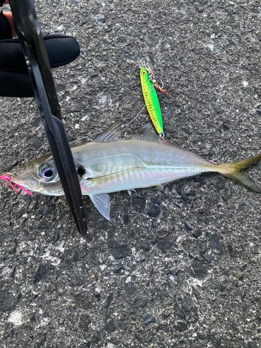 マアジの釣果