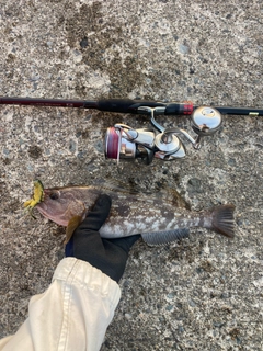 アイナメの釣果