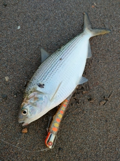 コノシロの釣果