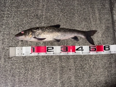 ニゴイの釣果