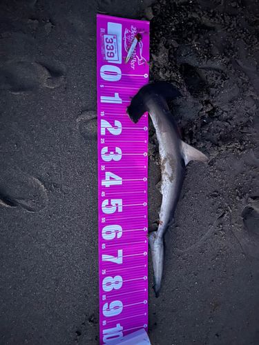 シュモクザメの釣果