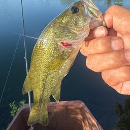 ラージマウスバス