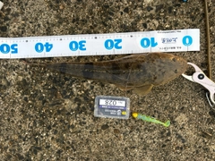 マゴチの釣果