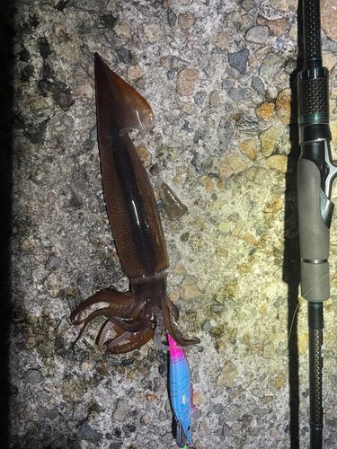 ケンサキイカの釣果