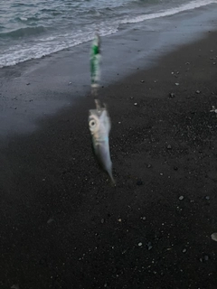 カマスの釣果