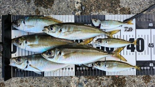 マアジの釣果