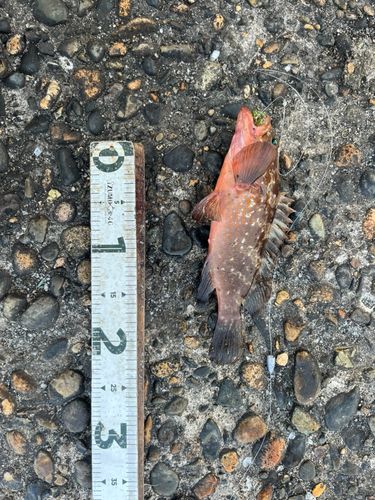 キジハタの釣果