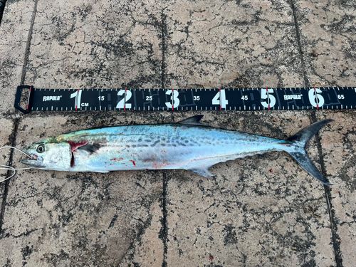 サゴシの釣果