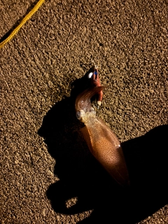 イカの釣果