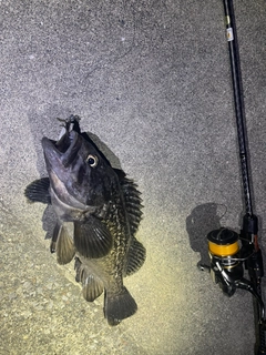 クロソイの釣果