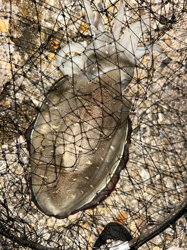 モンゴウイカの釣果