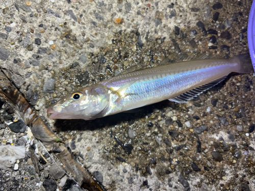 キスの釣果