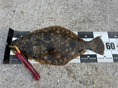 ヒラメの釣果