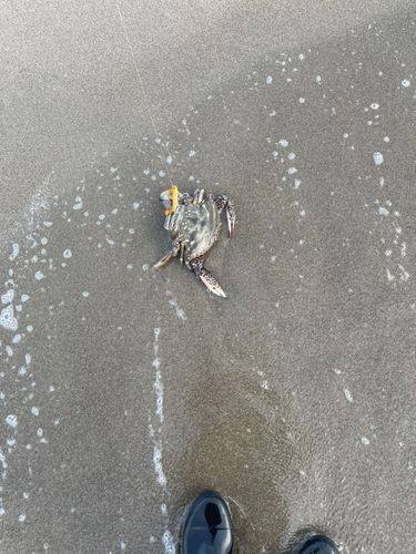 ワタリガニの釣果