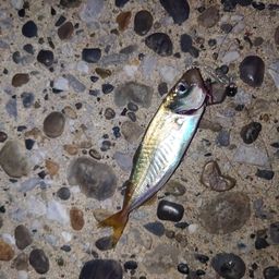 アジ