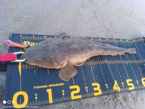 マゴチの釣果