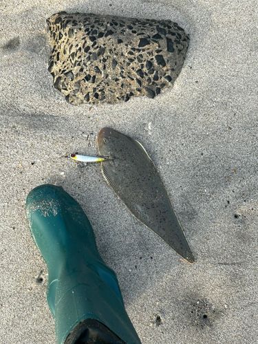 シタビラメの釣果