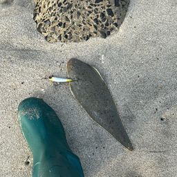 シタビラメ