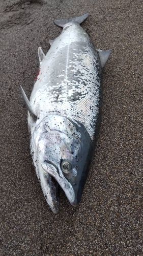 サクラマスの釣果