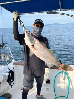 ニベの釣果