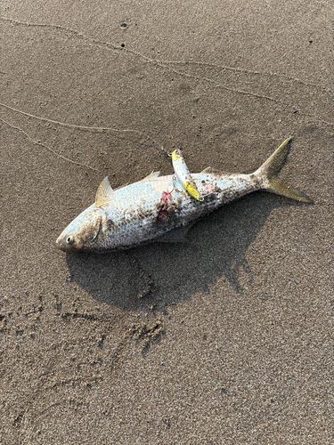 コノシロの釣果