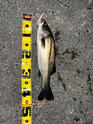 セイゴ（マルスズキ）の釣果
