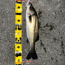 セイゴ（マルスズキ）