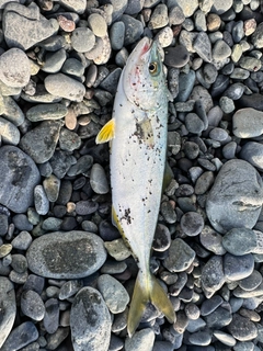 ワカシの釣果