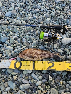 オオモンハタの釣果