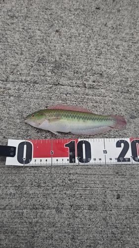 ギザミの釣果