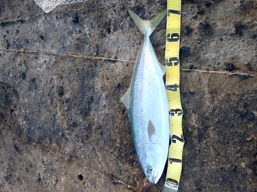 イナダの釣果