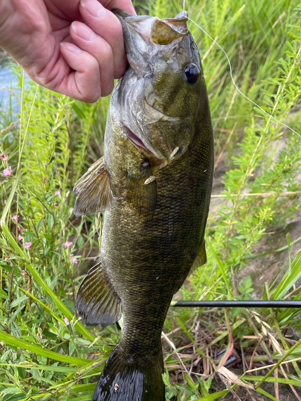 スモールマウスバス