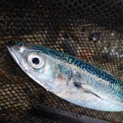 サバの釣果