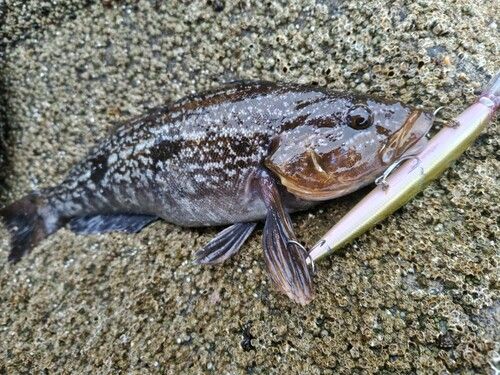 アイナメの釣果