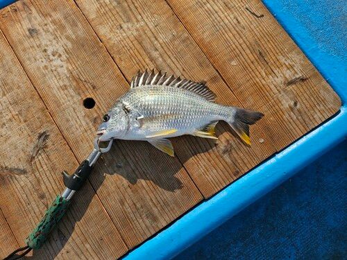 キビレの釣果
