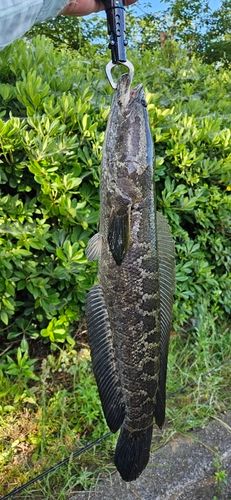 ライギョの釣果