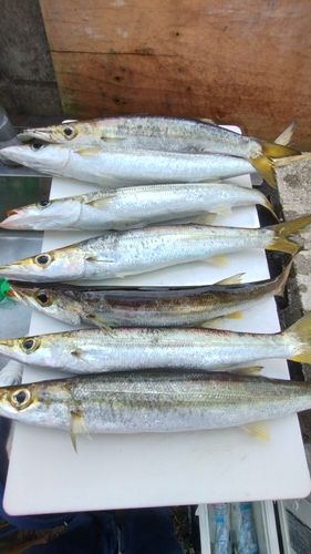 カマスの釣果