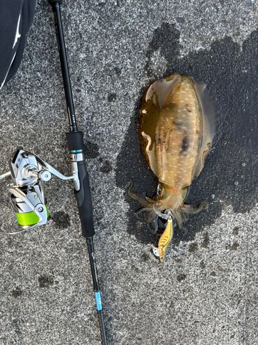 アオリイカの釣果