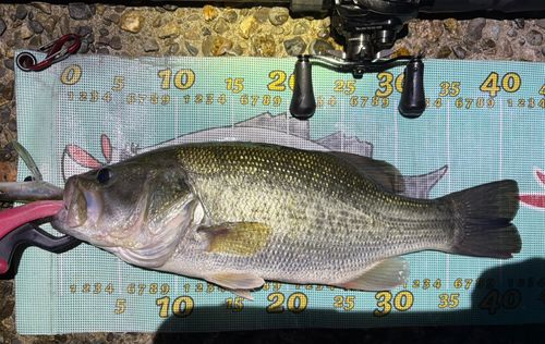 ラージマウスバスの釣果