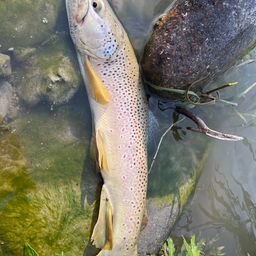 ブラウントラウト