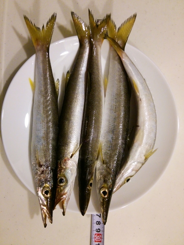 カマスの釣果