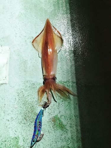 シロイカの釣果