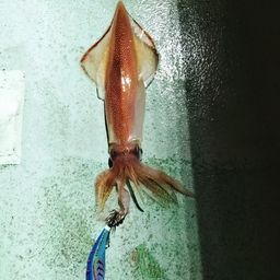 シロイカ