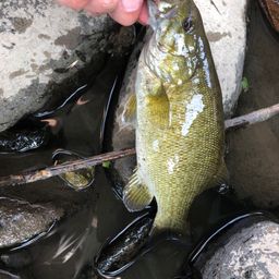 スモールマウスバス