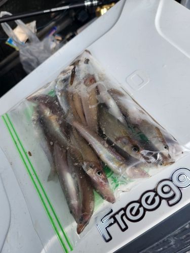キスの釣果
