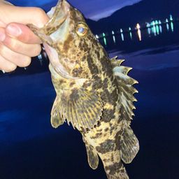 タケノコメバル