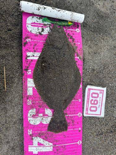 ヒラメの釣果