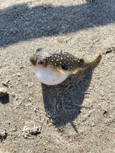 クサフグの釣果
