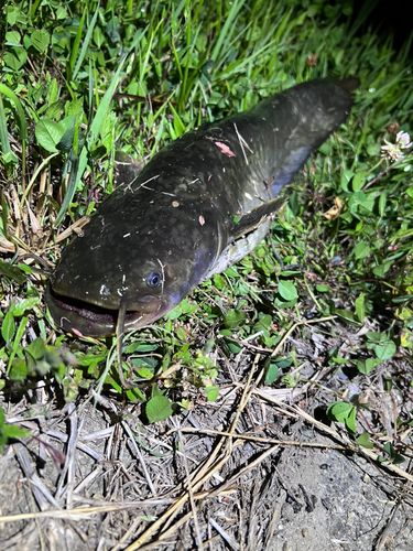 ナマズの釣果
