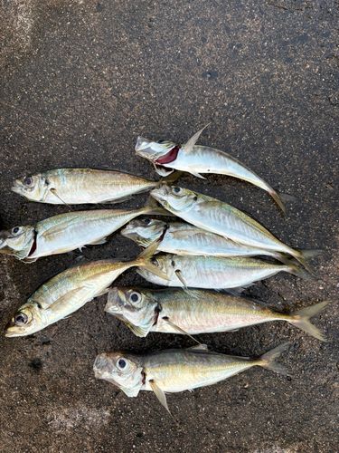 アジの釣果